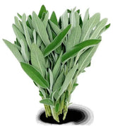 Incense - Backflow Cones - White Sage - 8 Cones