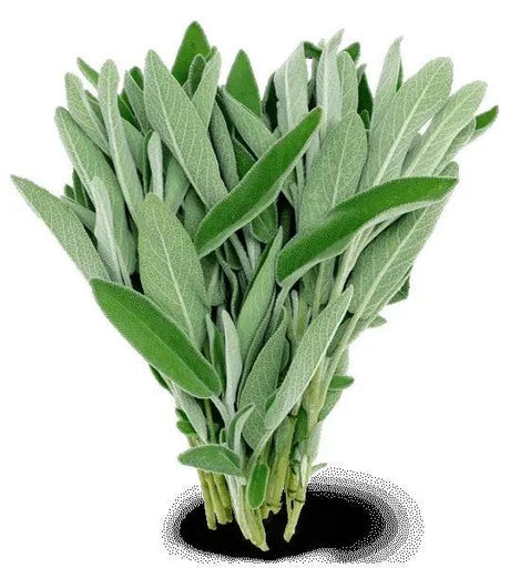 Incense - Backflow Cones - White Sage - 8 Cones