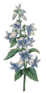 Incense Sticks - Blue Sage - Pack of 10