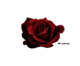 Incense Sticks - Scarlet Rose - Pack of 10