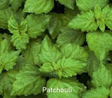 Incense Cones - Patchouli - 10 Cones