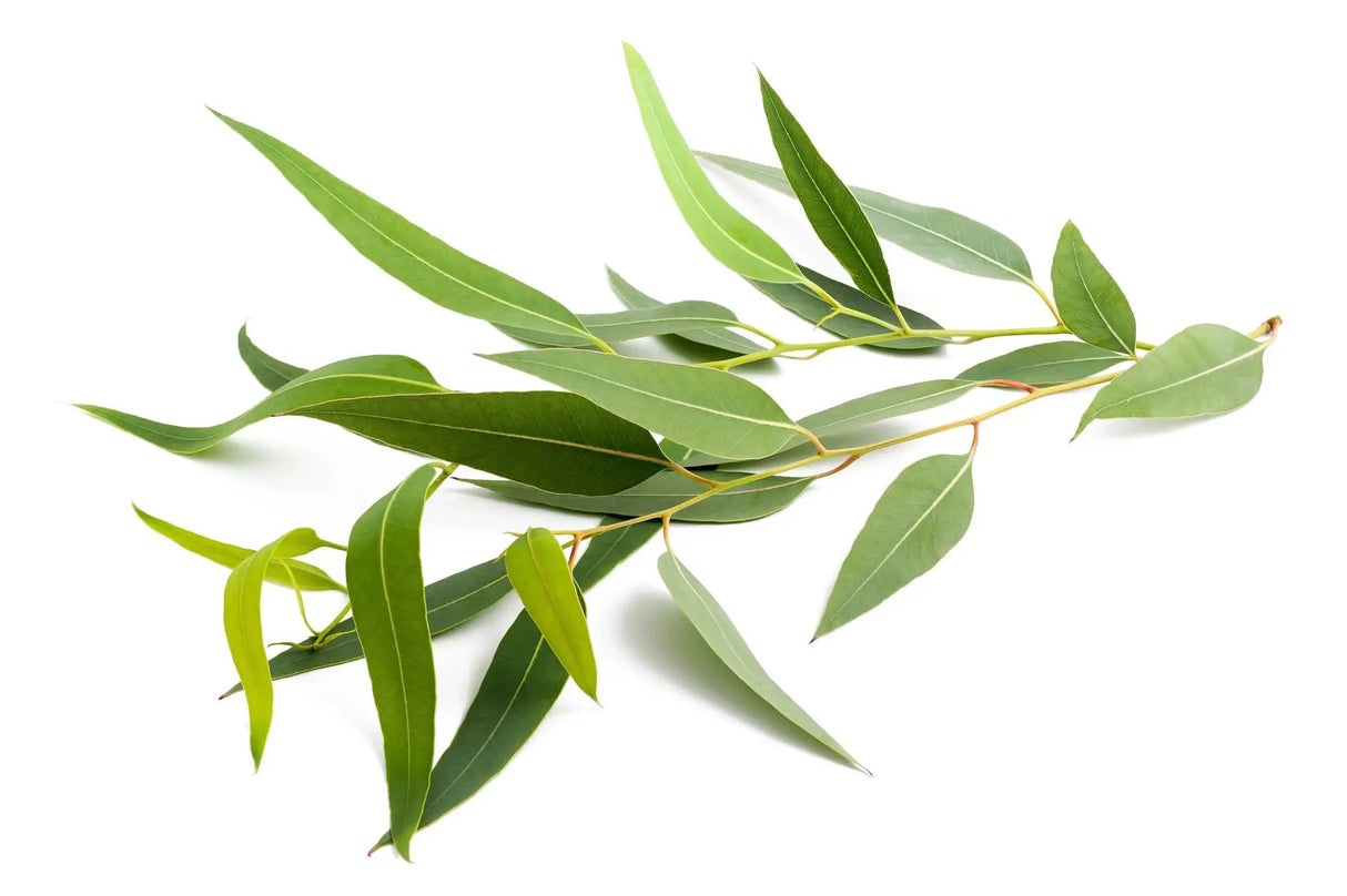 Room & Linen Mists -Pure Eucalyptus