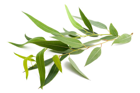 Room & Linen Mists -Pure Eucalyptus