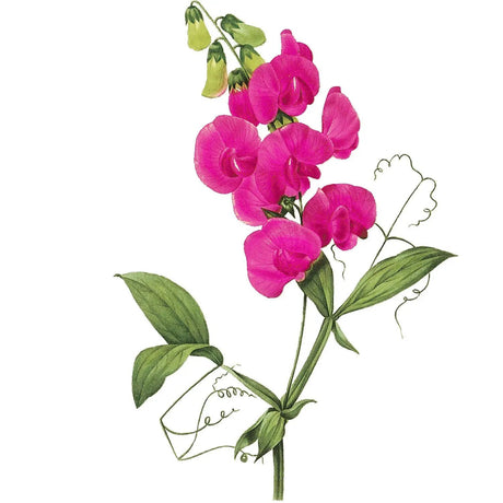 Room & Linen Mists -Sweet Pea