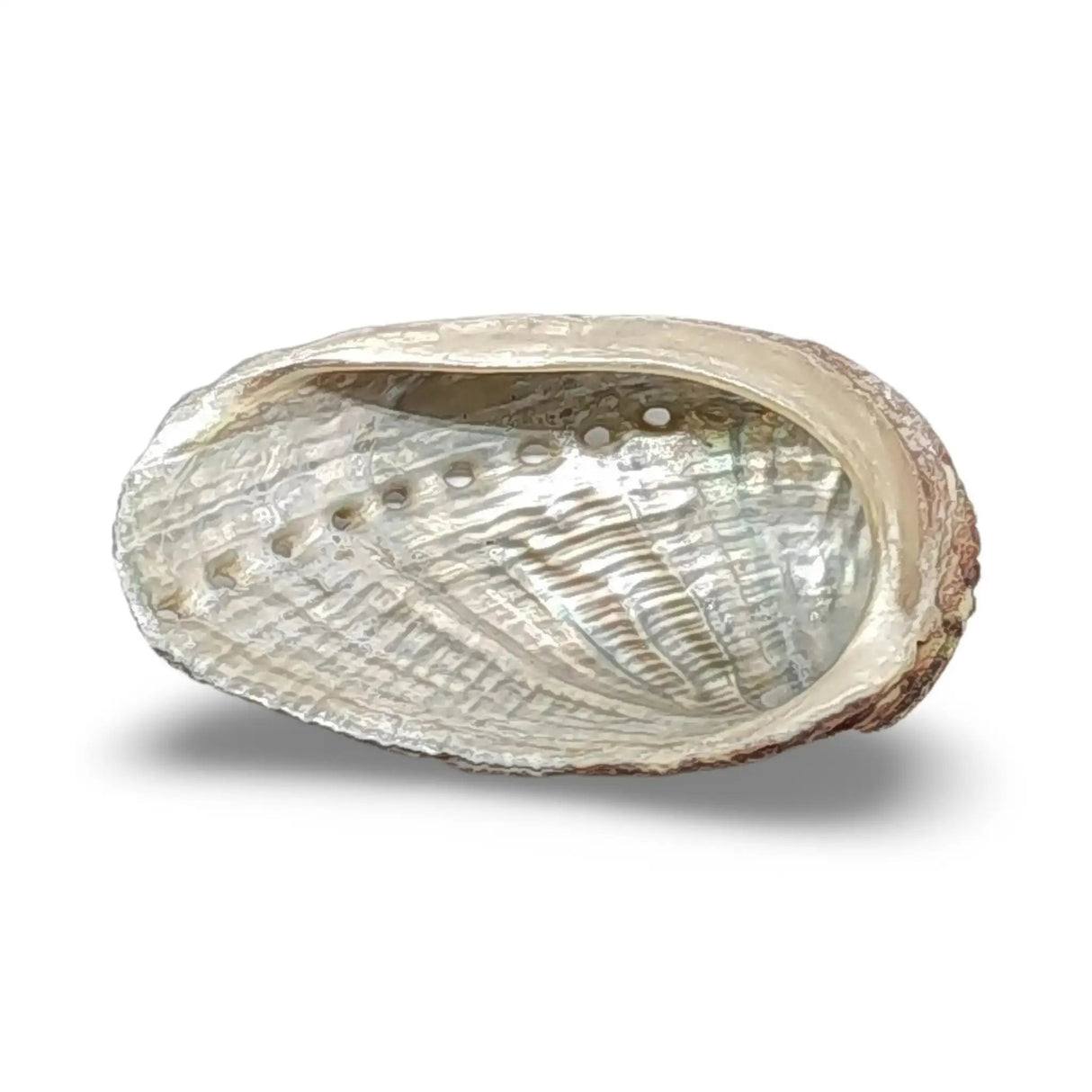 Smudging - Abalone Shell 2"- 3"