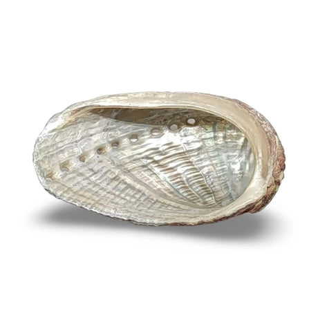 Smudging - Abalone Shell 2"- 3"