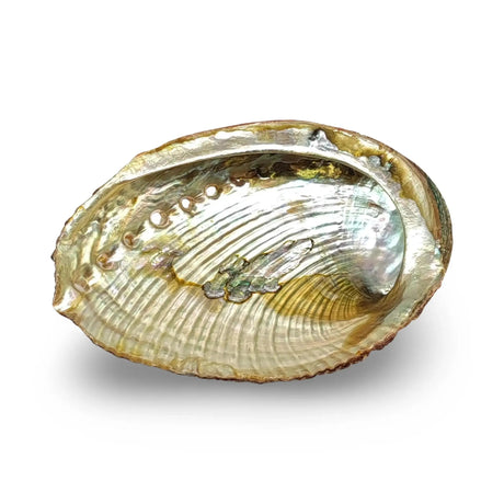 Smudging - Abalone Shell 4"- 5"