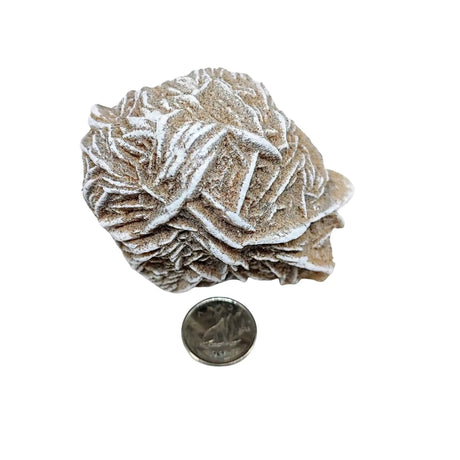 Stone -Desert Rose -Rough -Specimen -150g
