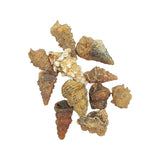Stone -Gastropod Fossil -Spiky -Rough