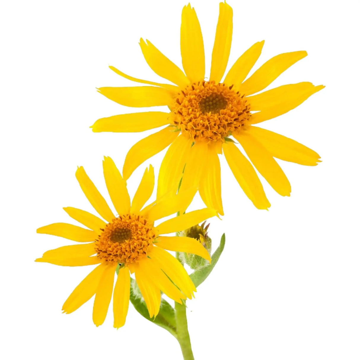 Essential Oil - Arnica (Arnica Montana) 500 ml 18 oz
