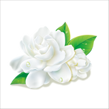 Incense - Backflow Cones - Jasmine - 8 Cones