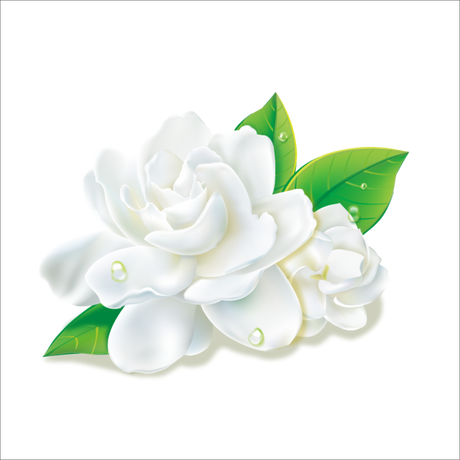 Incense - Backflow Cones - Jasmine - 8 Cones