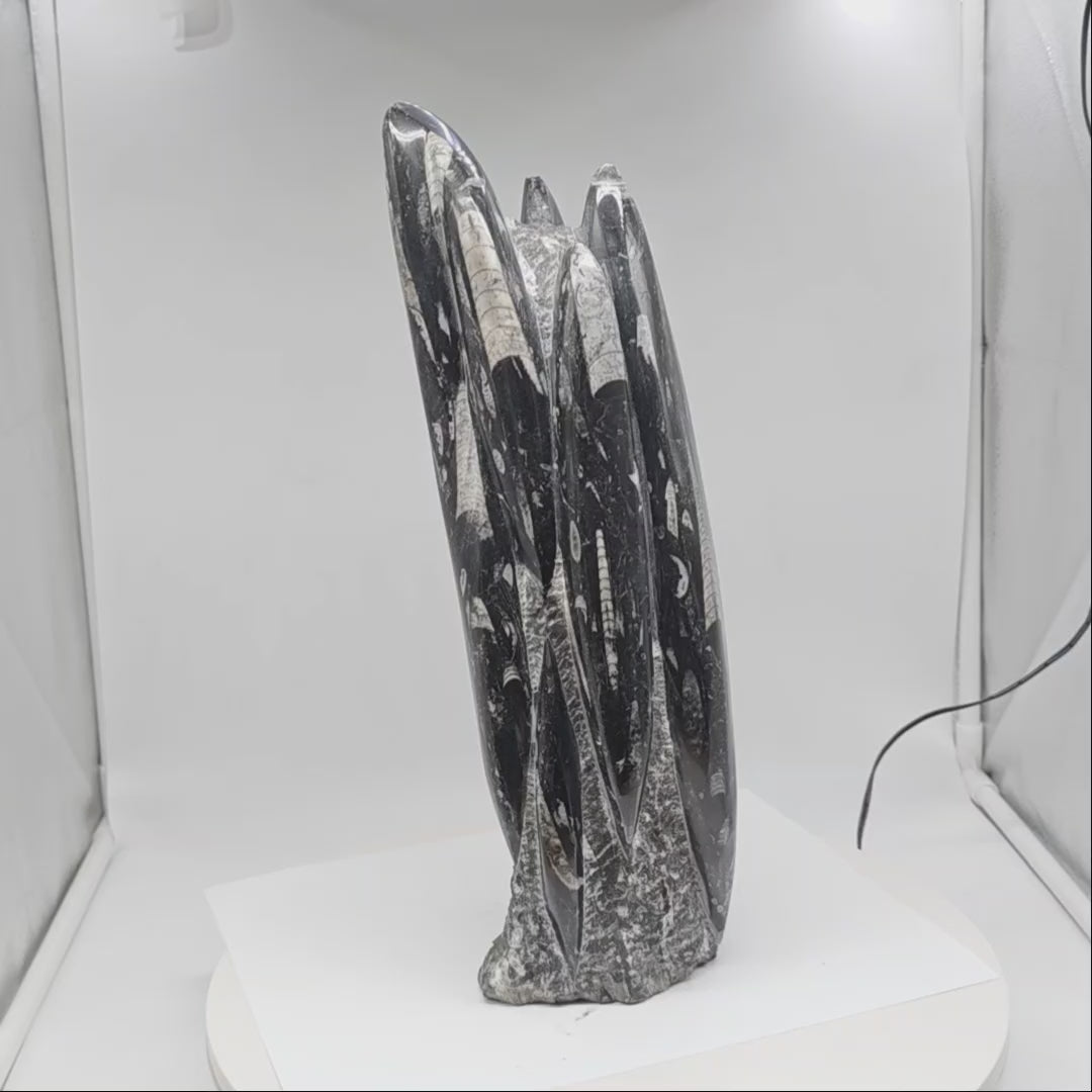 Stone - Orthoceras Fossil Sculpture – Polished Black Stone – 4000g | Ancient Marine Fossil Decor