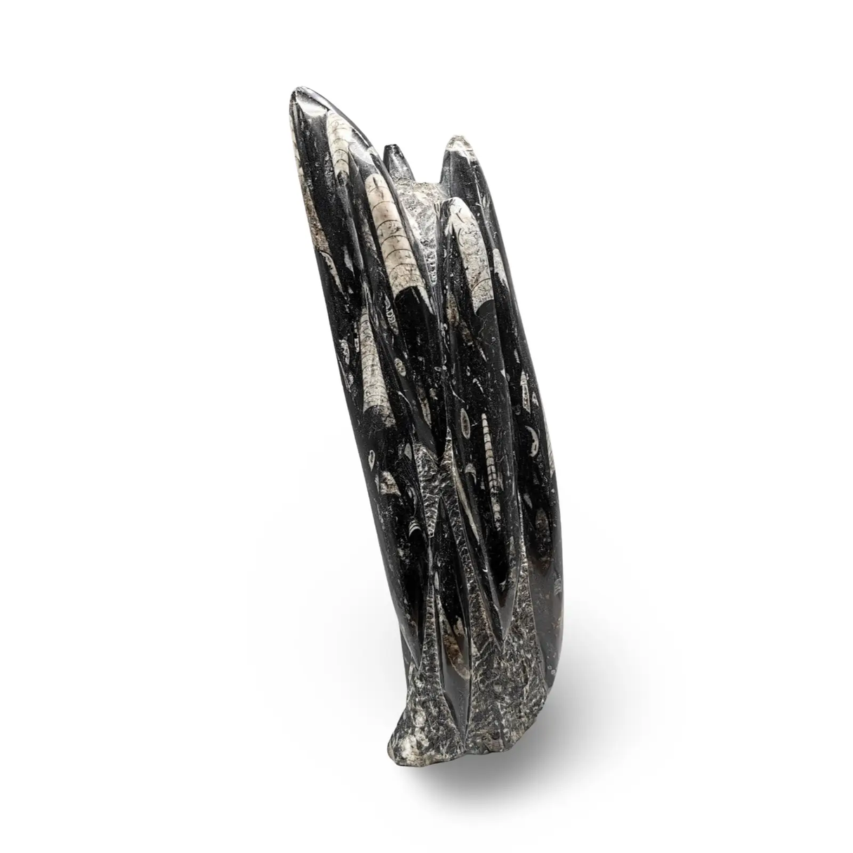 Pür Sérénité Orthoceras fossil sculpture in polished black stone, 1080g