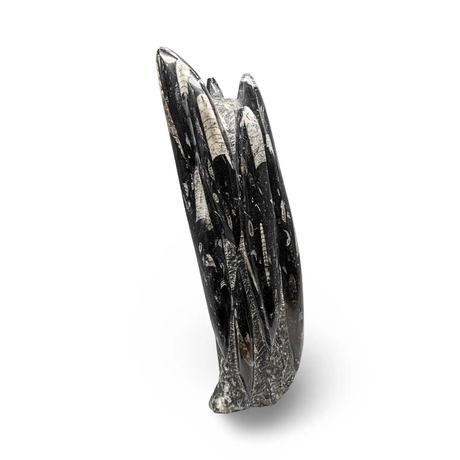 Pür Sérénité Orthoceras fossil sculpture in polished black stone, 1080g