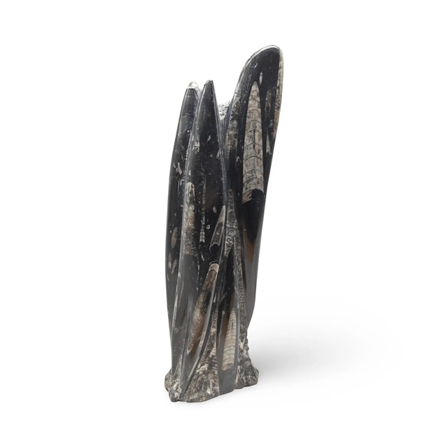 Orthoceras fossil sculpture in polished black stone, five fossil tubes, 1080g, by Pür Sérénité