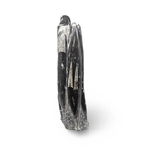Orthoceras fossil sculpture in polished black stone, 1080g, by Pür Sérénité